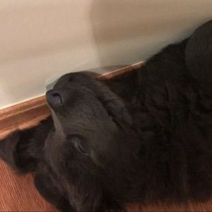 Meet your Posher, Tyler